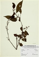 藏品(臺灣山桂花)的圖片